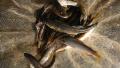 thumb_20210830-182911-76778700-3c4dde433cf47ac682826a44e5522756.jpg (120x68)