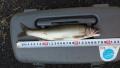 thumb_20210901-175524-84665500-bc331f437d7bcfeadd643e00982c9837.jpg (120x68)