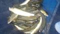 thumb_20210902-074416-95535100-5f7f39d488afac9a46226e102379c1e4.jpg (120x68)