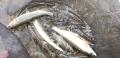 thumb_20210904-183122-97523800-1366498ea32479c6ebbfbe18295a5600.jpg (120x58)