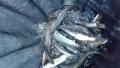 thumb_20210911-214400-64856100-666fc971c1f25480a5e7fac7aac417d3.jpg (120x68)