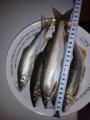 thumb_20210920-000315-36837400-8a3bd48e7be2f41ca0e0b8c40c50948c.jpg (68x90)