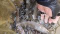 thumb_20210930-192522-30650400-b64249e2c605ee6412e78d0dc4338aa2.jpg (120x68)