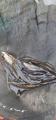 thumb_20211003-202536-27047400-acfa6d0d1453671639ef110015ae87b6.jpg (42x90)