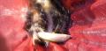thumb_20211005-055408-67169800-1fc7f03aa01f06c0ae271e8e2ada2b0f.jpg (120x58)