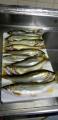 thumb_20211007-190857-78491100-f2464943dd578eef2de2cc46c8c4fb13.jpg (44x90)