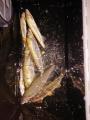 thumb_20211016-200743-53364400-367d2891d1673d06ac510dacf0b0b983.jpg (68x90)