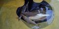 thumb_20211019-132812-68262500-1d341f3bb08da6c7286a8c3a2f26a2f7.jpg (120x60)