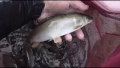 thumb_20211024-205734-28610700-302af0393015bfffb418e4d3bc614fc2.png (120x68)