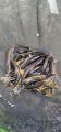 thumb_20211031-203105-90722900-d994331ed2eecff2518e5dfdf067edea.jpg (42x90)
