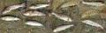 thumb_20250405-191904-54472200-7c285d26c384810d871144cec1d4b2ed.jpg (120x38)