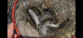 thumb_20250427-104514-83699600-cade7aa786faad9283f242714dac0506.png (120x55)