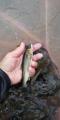 thumb_20250511-223904-87166900-abf0ac975001cfca9f79d7a51f18acfb.jpg (45x90)