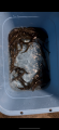 thumb_20250512-213745-69317800-34777b13073cd572f7c6d0609ef96f88.png (42x90)