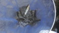 thumb_20250524-170627-10782900-baecc41b41efd83d497d0cc2eaeeee79.png (120x68)