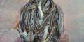 thumb_20250607-212008-81390400-a54c8fe68a429033867d5bd348c6dde0.jpg (120x60)