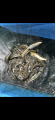 thumb_20250608-100332-19035100-b65eeb5231cd7456eae18a366a8fc957.png (42x90)
