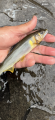 thumb_20250609-054507-90929100-6060d7e39a1a2f83be21ef5d2dbd5143.png (42x90)