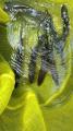 thumb_20250609-084458-83196800-acda9c76bb4ade5296d6cbb5820e821e.jpg (51x90)