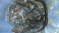 thumb_20250615-231442-39544600-9fd2a6fa9c5c4add941b1ff0157d1c39.png (120x68)