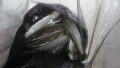thumb_20250616-182637-50625000-4fef10835db822a3452d46bba99ac3ee.png (120x68)
