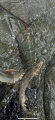 thumb_20250706-155957-69124500-901a9197e01f15c8884b043c2c947740.png (42x90)