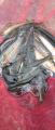 thumb_20250709-204424-11169500-418d52266c8bd94241e1490cbcf58b39.jpg (39x90)