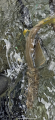 thumb_20250712-221600-96834800-83362b46ee1dfdecd5a02dc7411f76f0.png (42x90)
