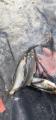 thumb_20250727-211903-86773400-afcb150d50dc56dce817c43b4ec700db.jpg (42x90)