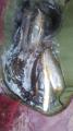 thumb_20250801-095830-84057900-26f9fcdcd52df2db861b38ad638ddd4d.jpg (51x90)
