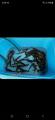 thumb_20250801-191844-21152300-47535c14f28ab51fc2031c4a8b99538e.jpg (42x90)