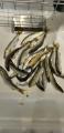 thumb_20250809-185950-49255800-4ced23e7fee82f6ccf116fc2428dd836.jpg (44x90)