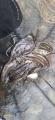 thumb_20250811-055649-55096900-7ff414d7db2a0dde2d98835c91137be5.jpg (42x90)