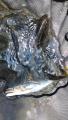 thumb_20250817-221709-04798800-cb3d73bbd4f162907c50c88a7191a7a7.jpg (51x90)