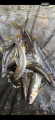 thumb_20250823-203507-17350800-33574d158d96413c6431dc3444ecc27e.png (42x90)