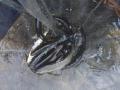 thumb_20250827-192853-37922300-f4df8ef60a86eeaf0e268a3f1187bc33.jpg (120x90)