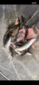 thumb_20250923-183710-32784300-3393946441c7cbe13d3e6a4d2fed8800.png (42x90)
