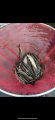 thumb_20250924-082742-48850200-b37bc6a925fb85881c75ff9eb8e33bbe.png (42x90)