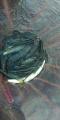 thumb_20250927-210653-31525700-8994066e58ce4138db71cfeb7fb90230.jpg (45x90)