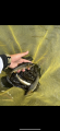 thumb_20250928-101609-64061800-da03c2fe3bbee44038475755850e199a.png (42x90)