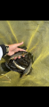 thumb_20251012-060220-67015000-ebd08a077cf09d3ec8ee5f96c9900093.png (42x90)