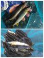 thumb_20251015-032403-81678800-a21257bb1e336c293e88803ebfdd1cce.jpg (68x90)