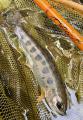 thumb_20260502-203742-11985500-9d731c8c64e6acf23b999be6adc8587e.jpg (63x90)