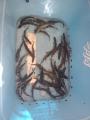 thumb_20260510-163934-32001600-1142375d61f556fe5e06b0ab487d548b.jpg (68x90)