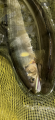 thumb_20260512-043748-24915200-60b0d96f7b95439a765acdc480f125e2.png (42x90)