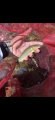thumb_20260530-224145-58503200-3f8265f59ade5450eb4f471fdb608bc2.png (42x90)
