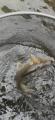 thumb_20260616-132811-74694500-eebe8807b4ad4240e2292fc1631021a3.jpg (42x90)