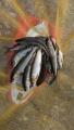 thumb_20260621-182624-40418000-ef65a1ad5dd9895afb467a209fd0ce7e.jpg (51x90)