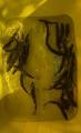 thumb_20260629-192817-71952000-5035bc071fbb74c141bae4022fbce44a.jpg (55x90)