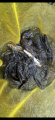 thumb_20260712-202132-54909700-cee218552cc97e5313ce7e400db59525.png (42x90)